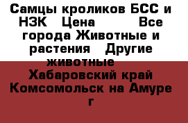 Самцы кроликов БСС и НЗК › Цена ­ 400 - Все города Животные и растения » Другие животные   . Хабаровский край,Комсомольск-на-Амуре г.